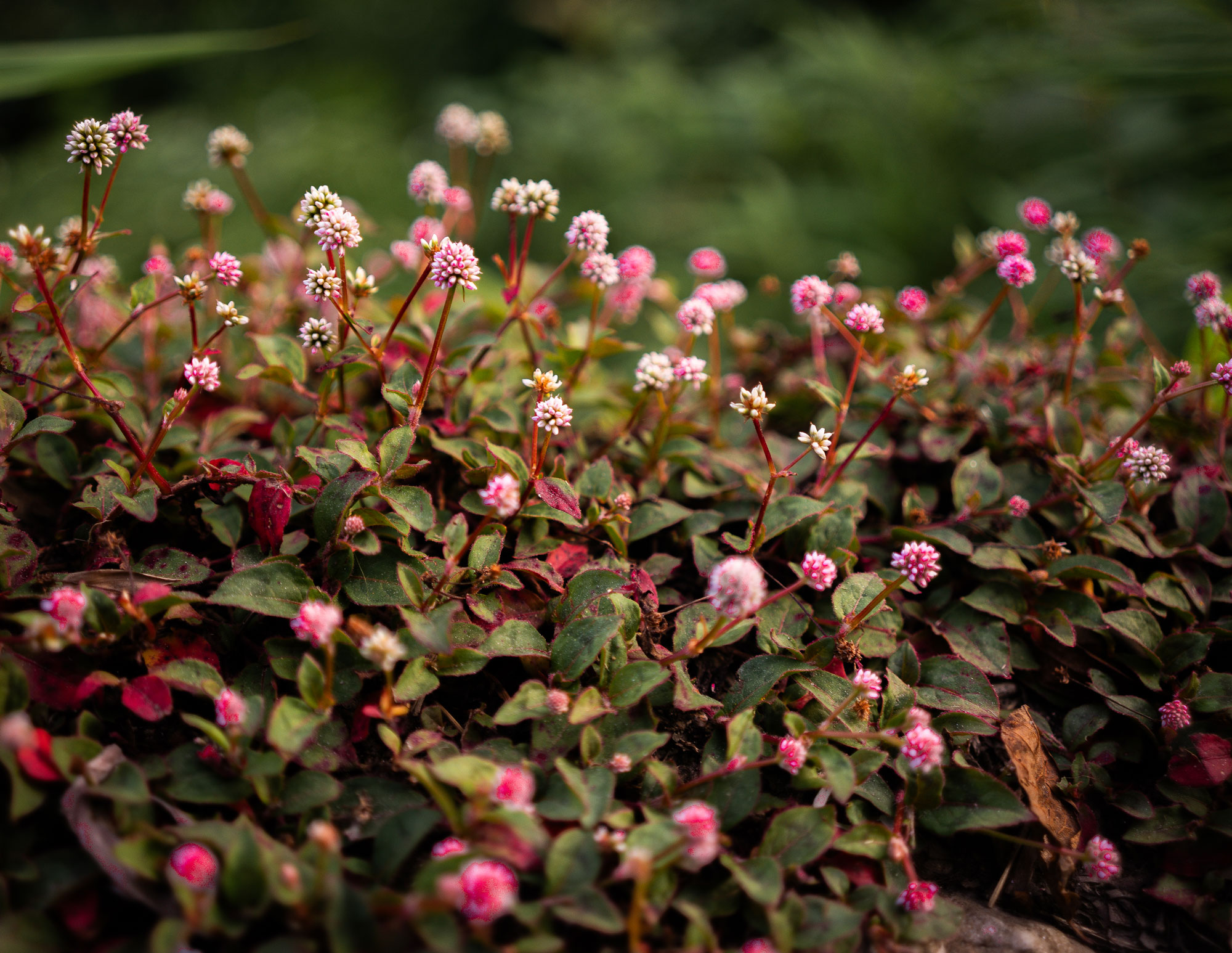 Brand Design & Photography Berlin – Janine Junk Brand Design & Photography Berlin – Janine Junk